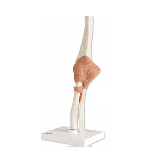 [3B]팔꿈치관절모형<br>A83
