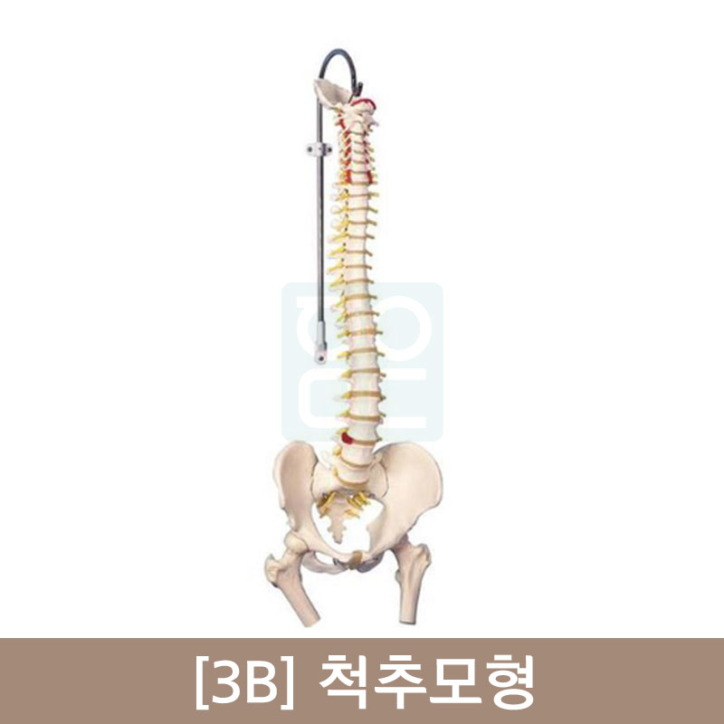 [3B]척추모형A58/3<br>(가장대표적인척추모형)