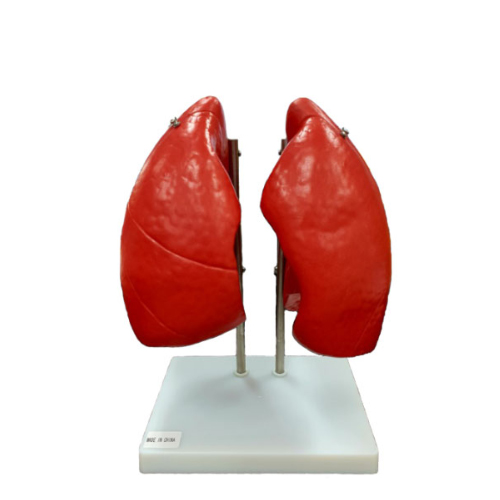 폐해부모형<br>HEJP-3006