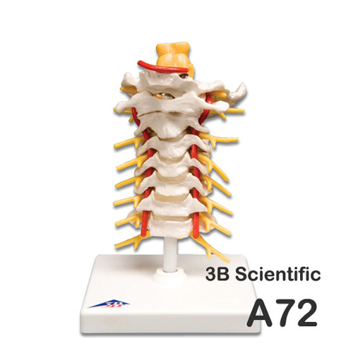 [3B]경추모형A72<br>대표적인경추모형