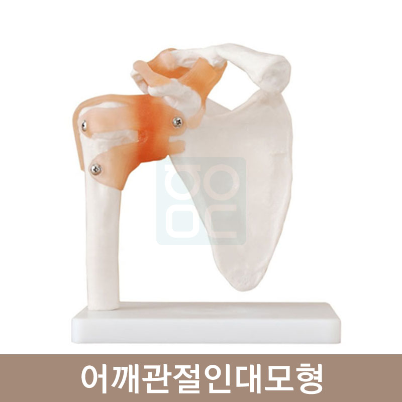 어깨관절인대모형<br>HEGG-4001