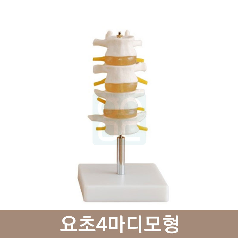 요추4마디모형<br>HEGG-3008
