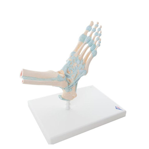 [3B]발목골격인대모형<br>M34