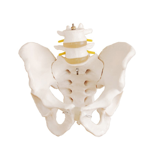 2마디요추골반모형<br>HEGG-3012