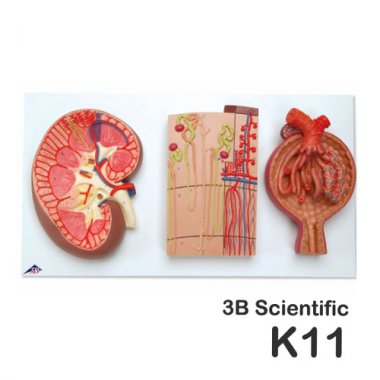 [3B]신장단면모형<br>K11