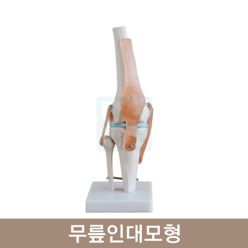 무릎인대모형<br>HEZZ-4004