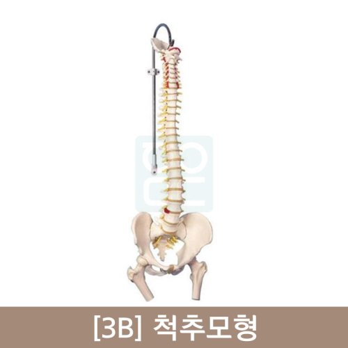 [3B]척추모형A58/3<br>(가장대표적인척추모형)