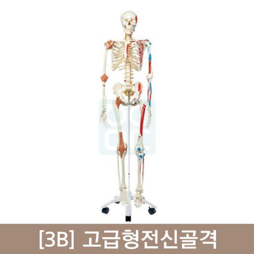 [3B]고급형전신골격(A13)<br>170cm고급형